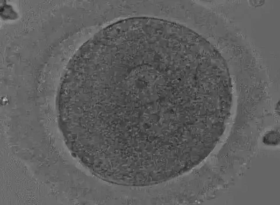 优质胚胎,胚胎碎片